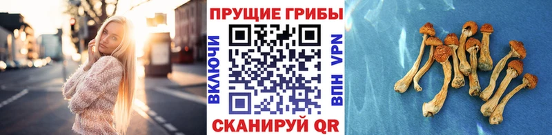 Купить закладки  Волгореченск  Галлюциногенные грибы мицелий 